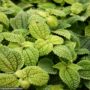 Pilea – Friendship – 4″ Pot